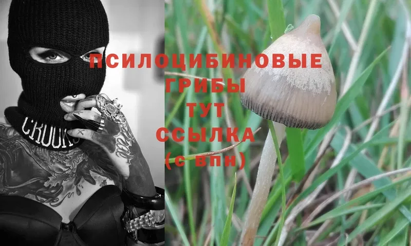 Псилоцибиновые грибы Magic Shrooms  где купить   Новоузенск 